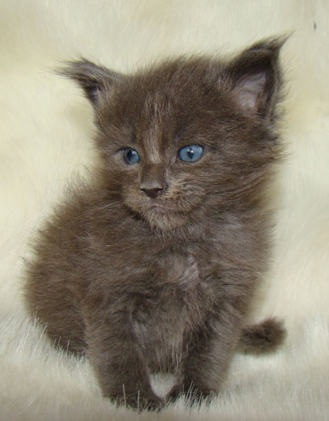 ���� ��� ������� ��������� Catsvill County!  ���� ����! ������ ������ ���� ���! ���� ��� ������ ������ � ����� ����!!! �������� ���� ����� Catsvill County +7-926-544-74-09  ���� ��� �������� ������. ���� ��� ������, ���� ��� �������, ���� ��� ������,  ���� ��� ����, ���� ��� ��������, ���� ����,  ������ ������ ���� ���,  ������ ����-����, ����� ������� ������ �����, ����� ����� ������!